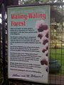 Waling-Waling Forest