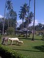 Entrance Lawn