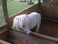 Miniature Horse